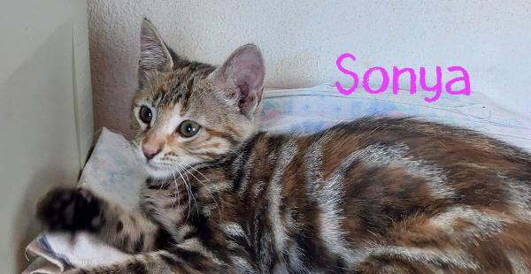 Sweety, Sonya, Vicky & Squamy Foto 2